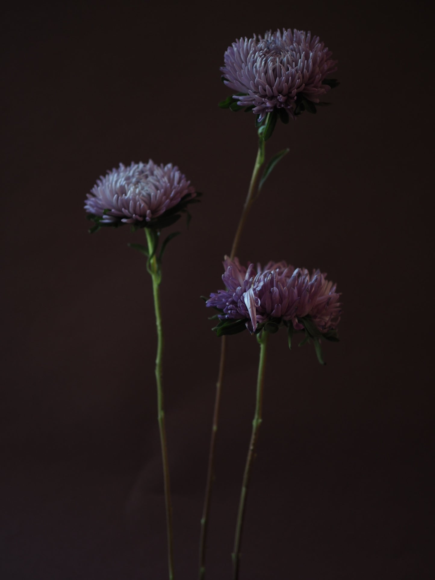 Asters - Ashley Woodson Bailey