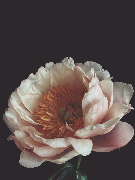 Dutch Peony Dark Floral Print - Ashley Woodson Bailey