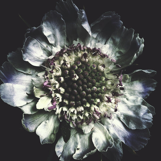 Scabiosa Dark Floral Print - Ashley Woodson Bailey