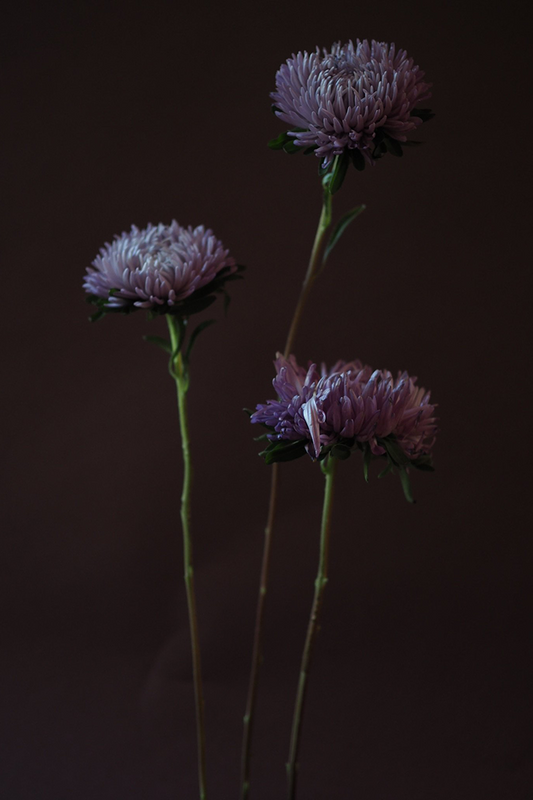Asters Dark Floral Print - Ashley Woodson Bailey
