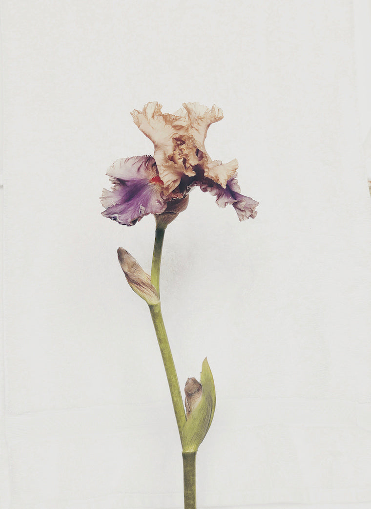 Iris Light Floral Print - Ashley Woodson Bailey