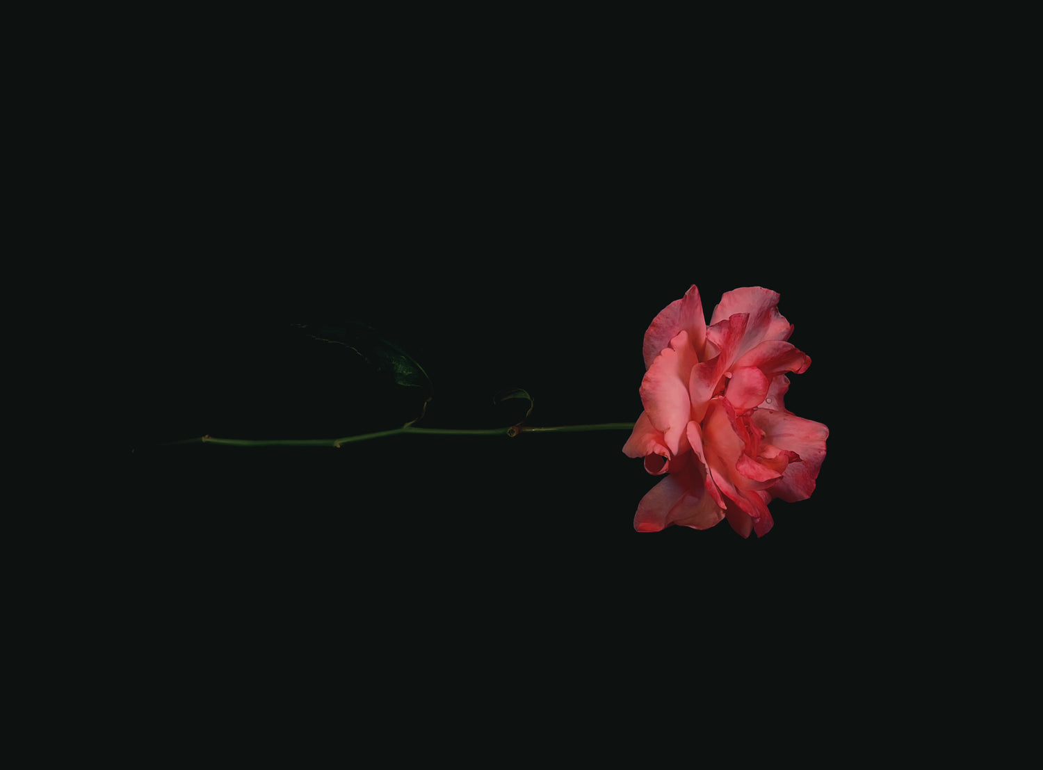 Garden Rose 2 Dark Floral Print - Ashley Woodson Bailey