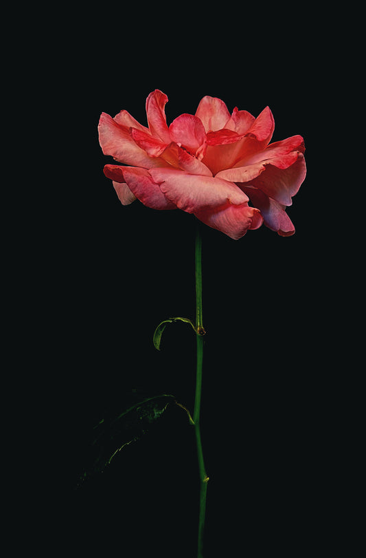 Garden Rose Dark Floral Print - Ashley Woodson Bailey