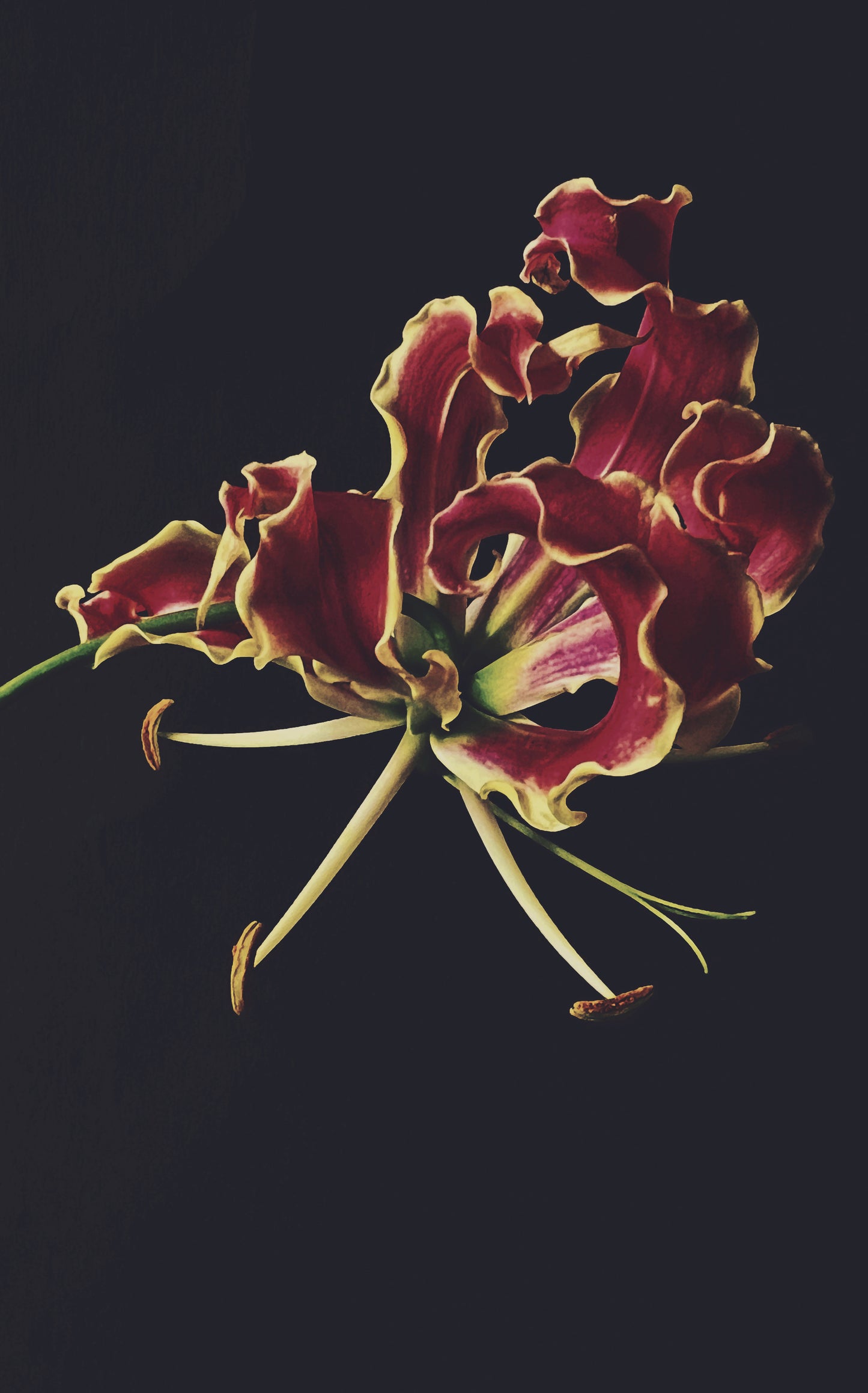 Fire Lily 1 - Ashley Woodson Bailey