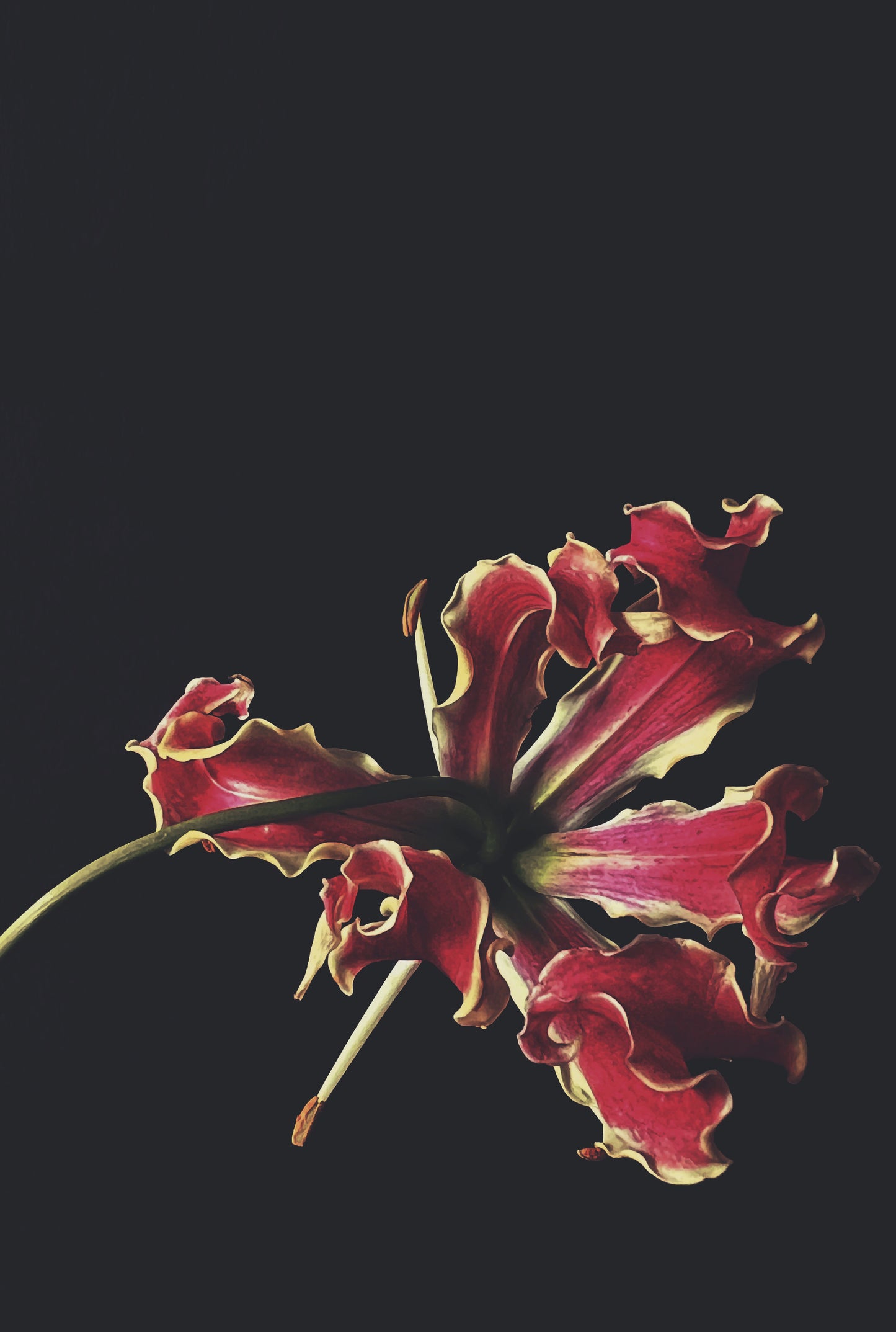 Fire Lily 2 - Ashley Woodson Bailey