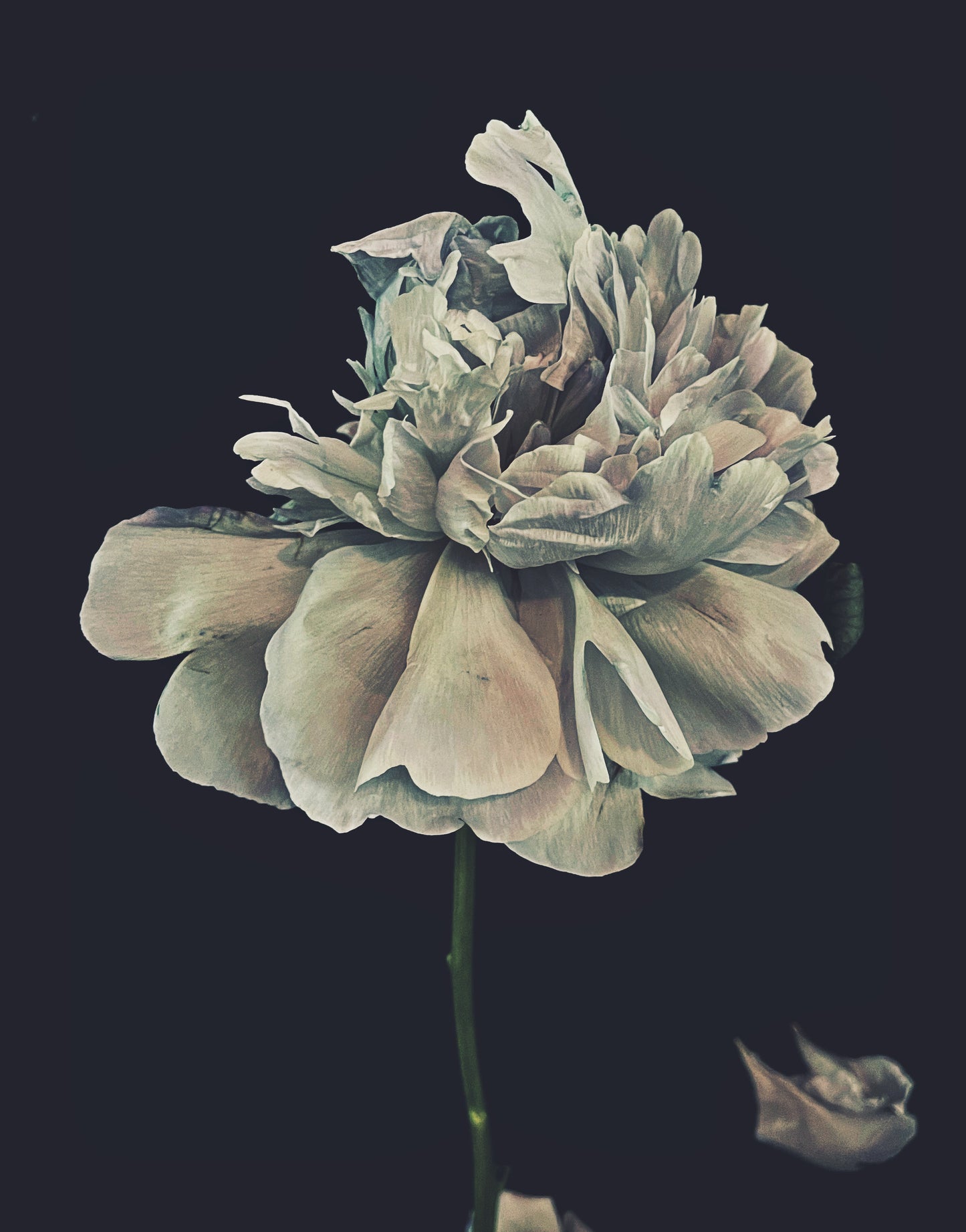 Baby Blue Times Two - Ashley Woodson Bailey