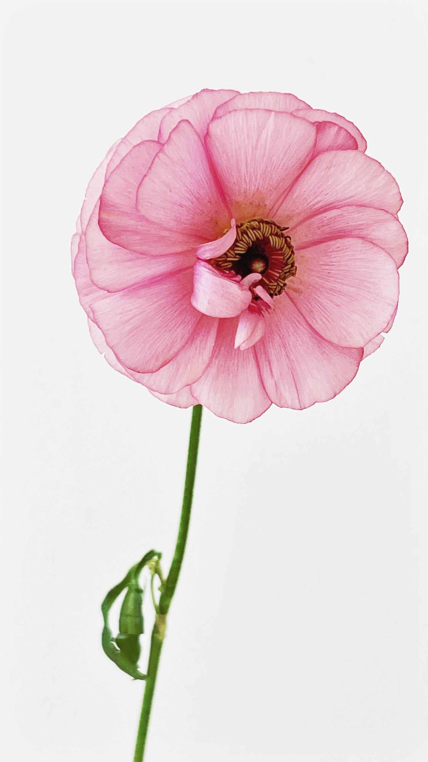 Pink House Vibrant Floral Print