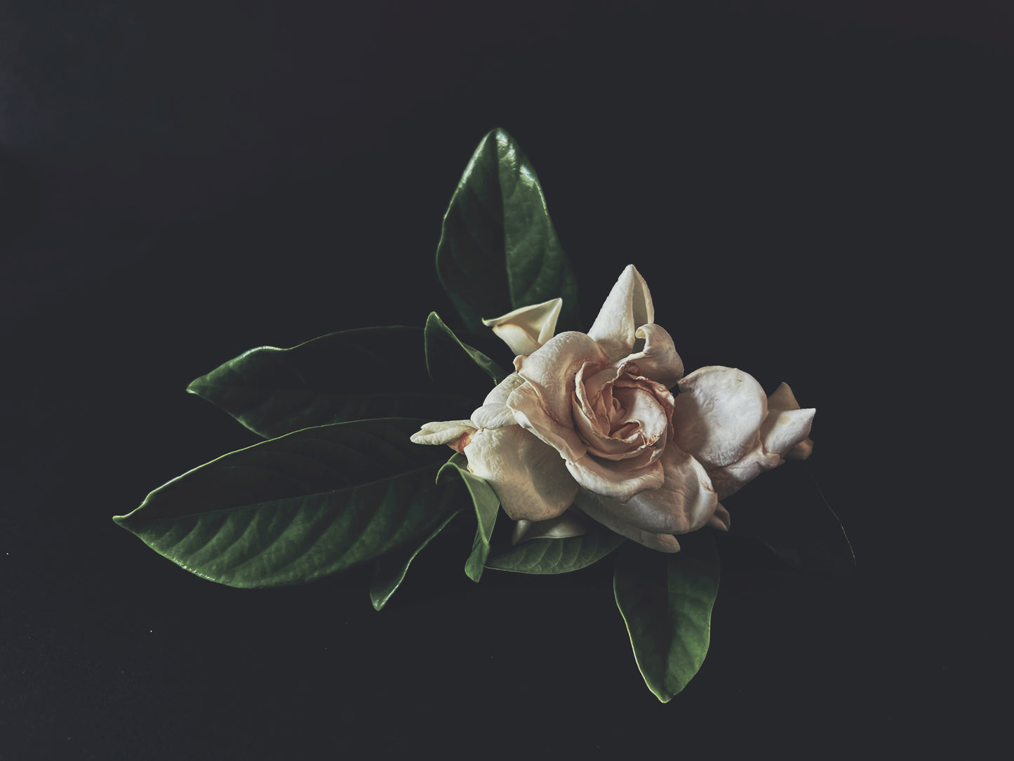 Gardenia Dark Floral Print - Ashley Woodson Bailey