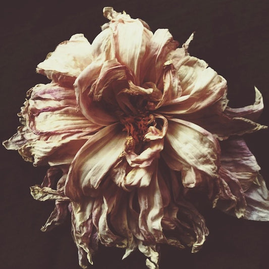 Ophelia Dark Floral Print