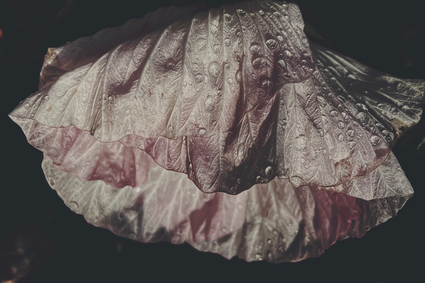 Mellow Hibiscus Dark Floral Print - Ashley Woodson Bailey