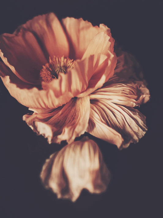 Gracias Dark Floral Print - Ashley Woodson Bailey