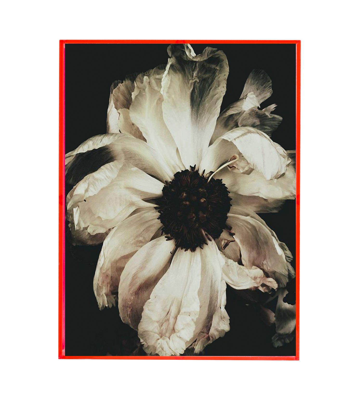 Air Dark Floral Print - Ashley Woodson Bailey
