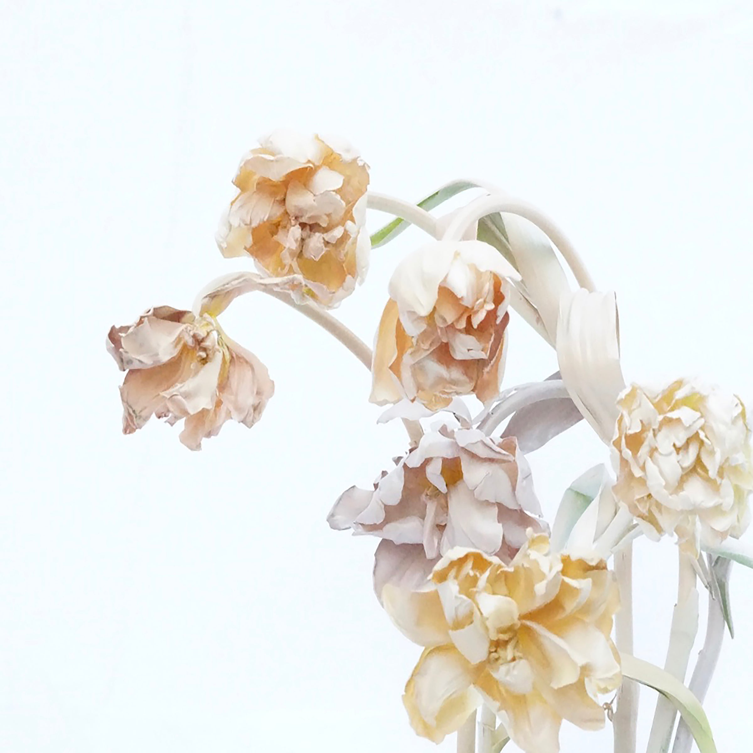 Alessandra Light Floral Print | Ashley Woodson Bailey