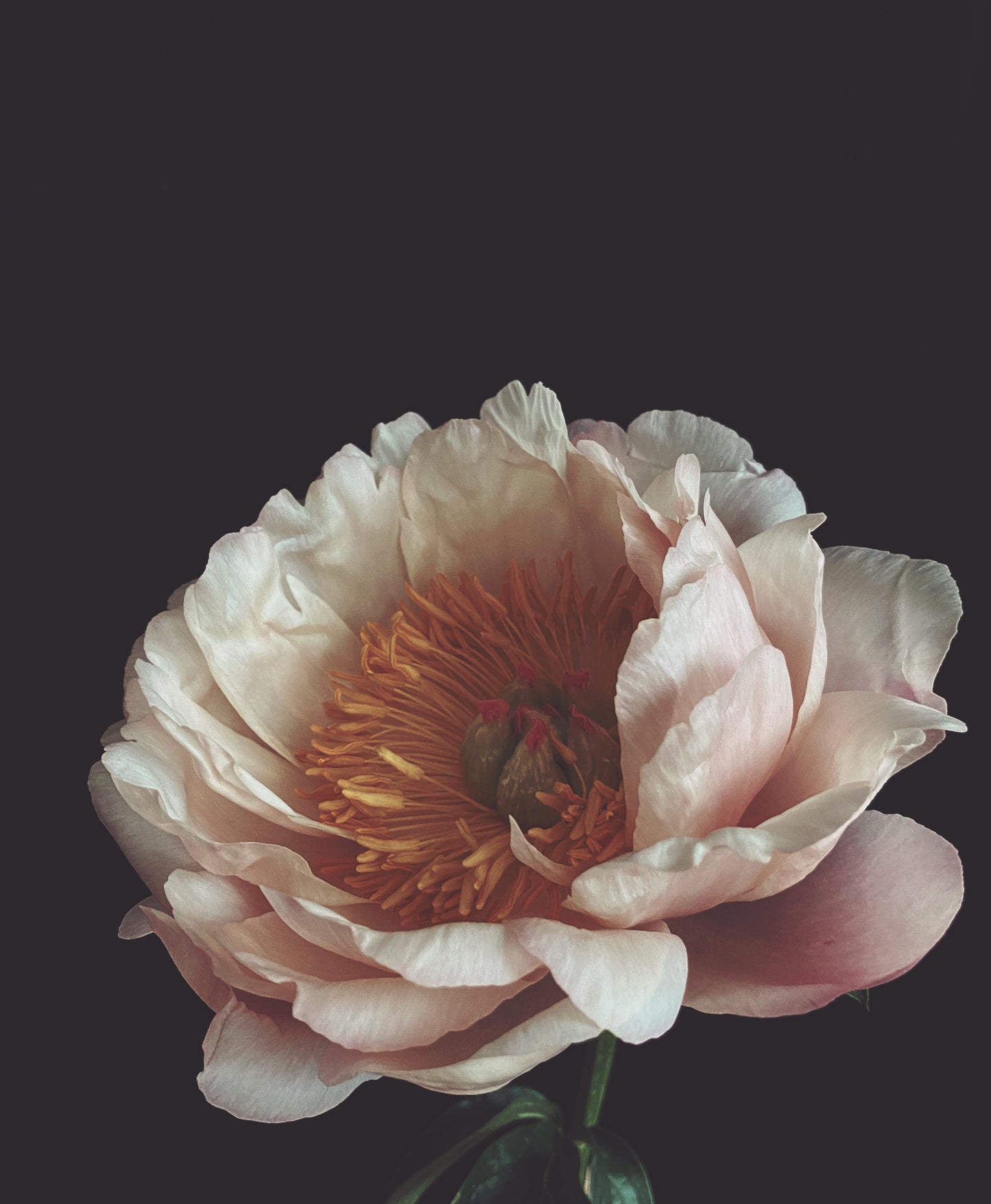 Dutch Peony - Ashley Woodson Bailey