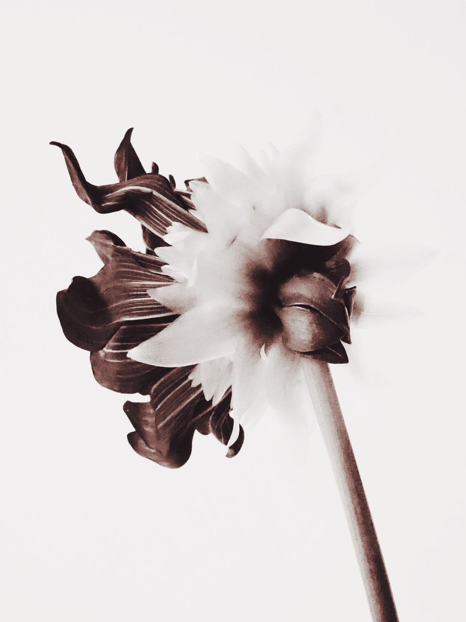 Black and White Dahlia - Ashley Woodson Bailey