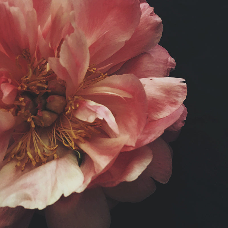 Adia Dark Floral Print - Ashley Woodson Bailey