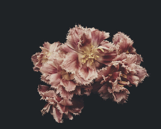 Fringe Dark Floral Print - Ashley Woodson Bailey