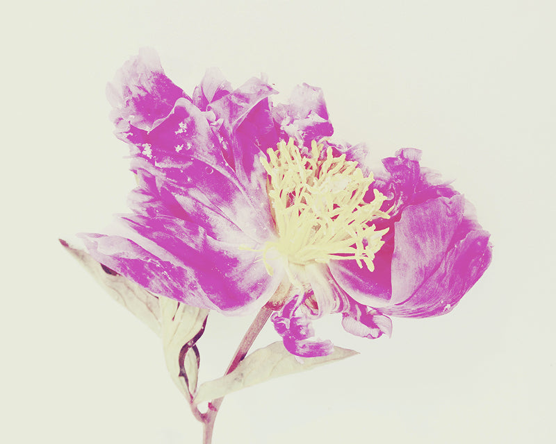 Neon Bash Light Floral Print - Ashley Woodson Bailey