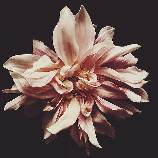 Syd Dark Floral Print - Ashley Woodson Bailey