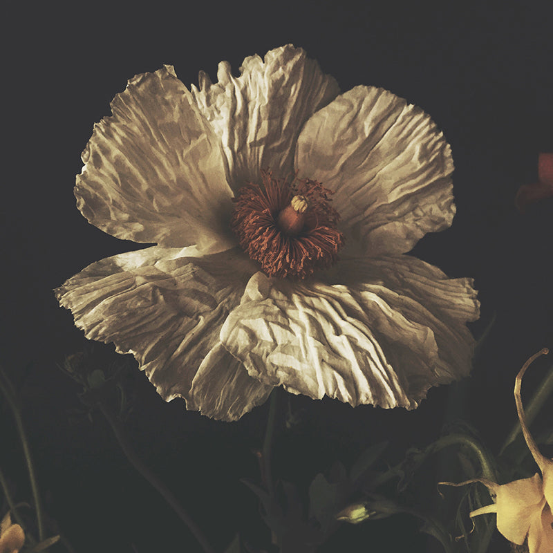 Tainted Love Dark Floral Print - Ashley Woodson Bailey