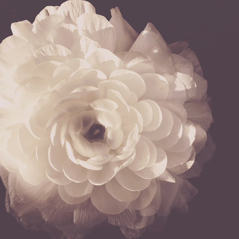 Wim - Ashley Woodson Bailey