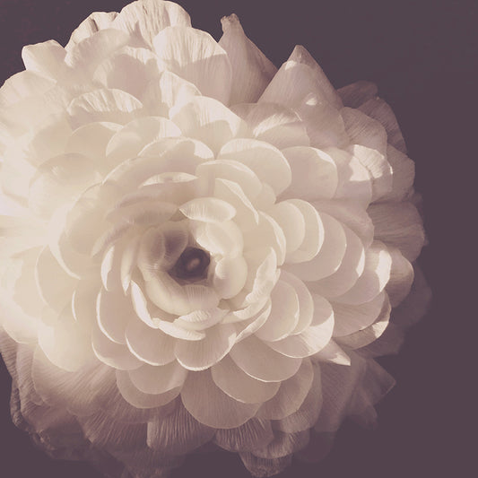 Wim - Ashley Woodson Bailey