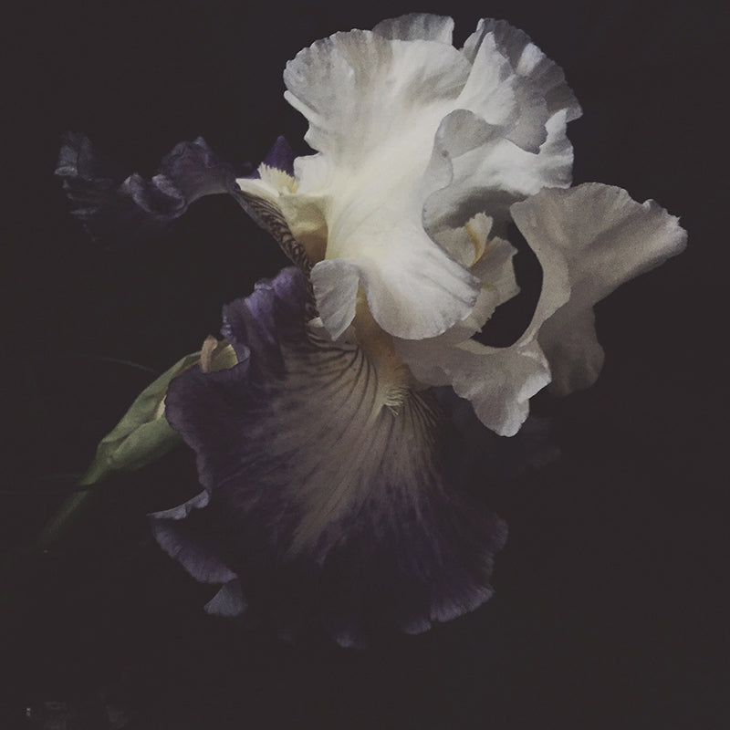 Wonder Dark Floral Print - Ashley Woodson Bailey