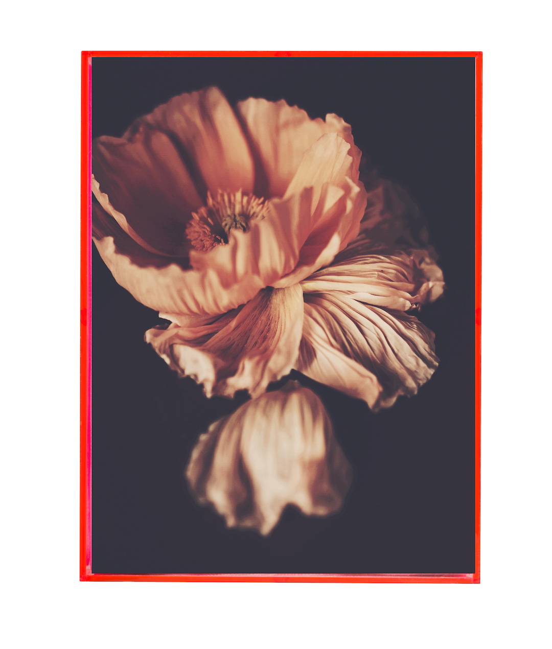 Gracias Dark Floral Print - Ashley Woodson Bailey