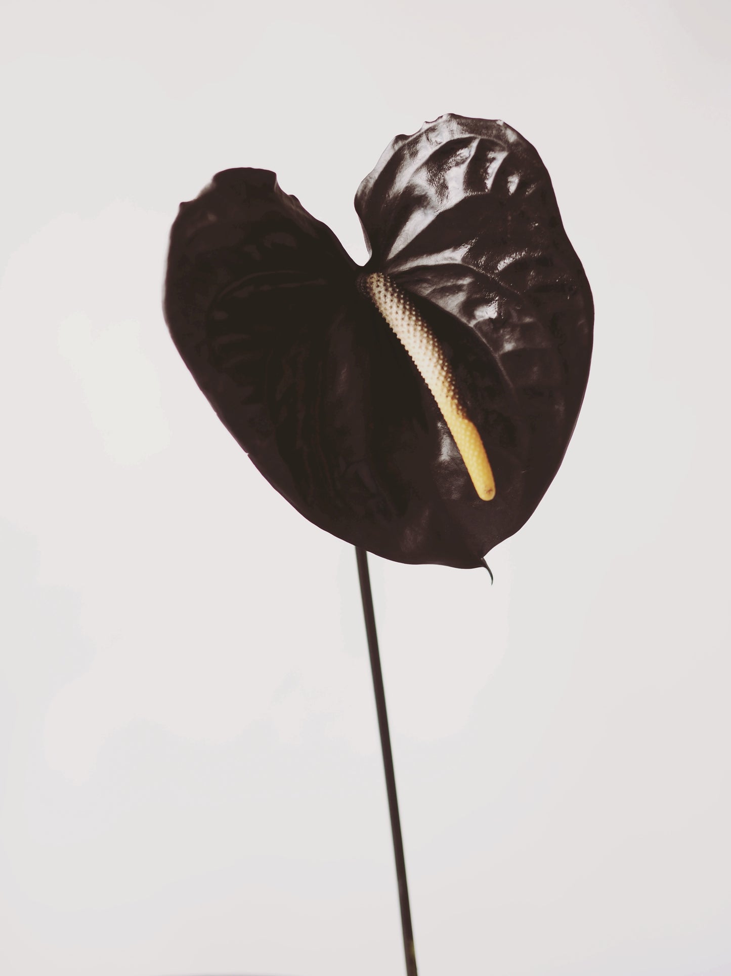 Tropicali - Ashley Woodson Bailey