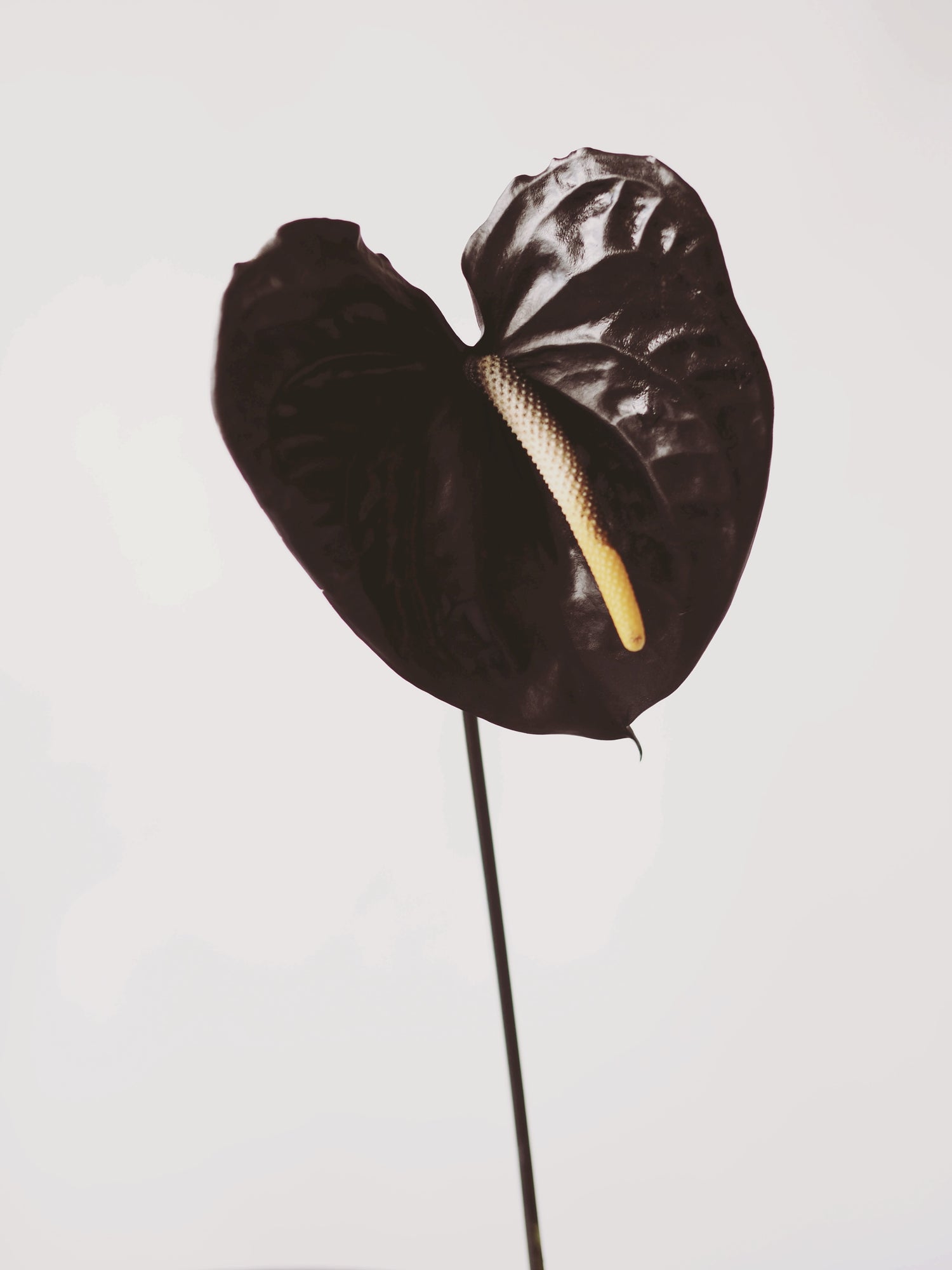 Tropicali - Ashley Woodson Bailey