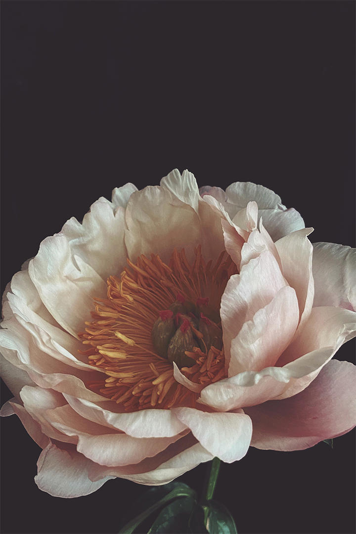 Dutch Peony Dark Floral Print - Ashley Woodson Bailey