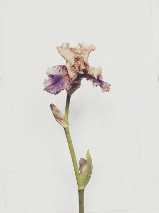 Iris - Ashley Woodson Bailey