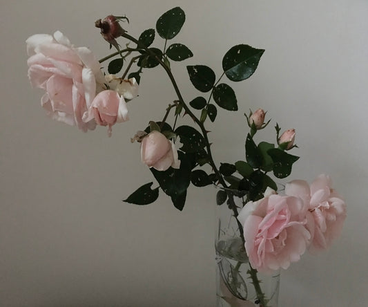 Pink Roses Hudson - Ashley Woodson Bailey