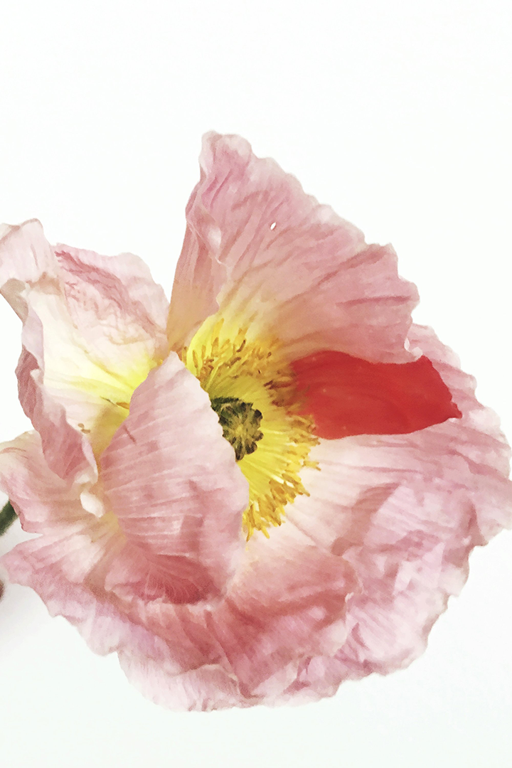 Rebecca Light Floral Print - Ashley Woodson Bailey