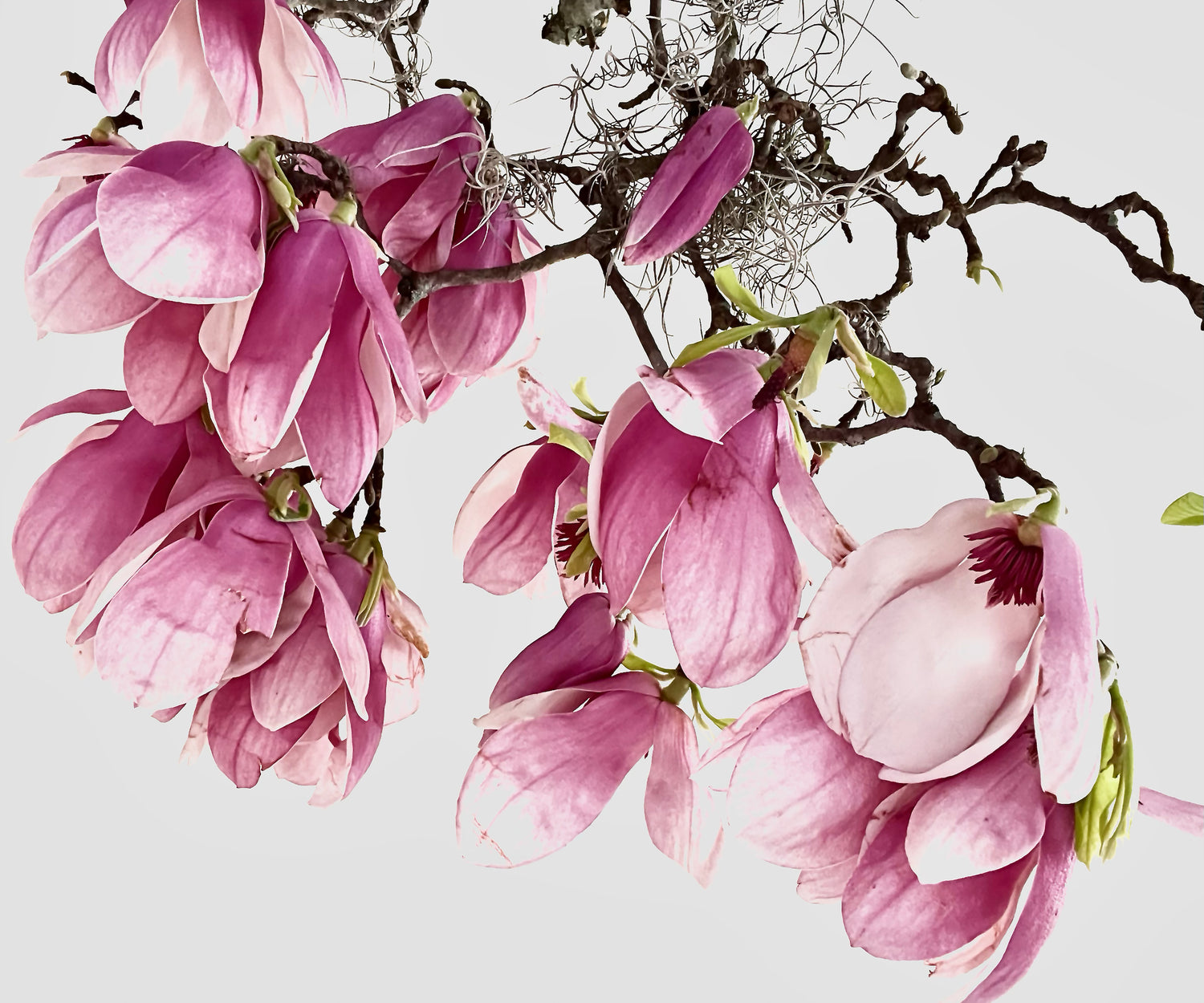 Tulip Magnolia - Ashley Woodson Bailey